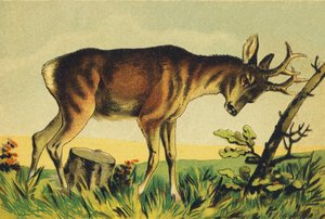 N Nangueur (nombre vulgar del antílope Lama) de French School
