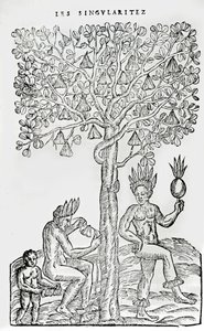 Nana fuit, planta medicinal, ilustración de Singularidades de Francia Antártica, por André de Thevet, 1558 de French School