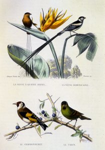 Placa de Historia Natural: Aves: La Veuve a four strands, La Veuve dominique, Le chardonneret, Le Tarin - obras de Buffon, tomo V, s. XIX. de French School