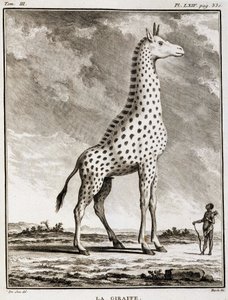 Historia Natural: La Jirafa - en "Historia Natural, General y Particular" de Buffon de French School