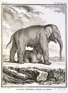 Historia Natural: El pequeño elefante burlándose de su madre - en "Historia Natural, General y Particular" de Buffon