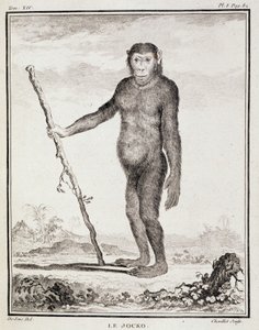 Lámina de Historia Natural: El jocko - en "Historia Natural, General y Particular" de Buffon de French School