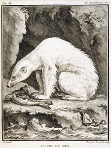 Tablero de historia natural: El oso marino alimentándose de una foca - en "Historia natural, general y particular" de Buffon de French School