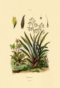 Lino de Nueva Zelanda, 1833-39 de French School