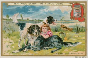 Perros Terranova
