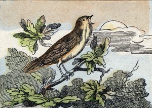 Ruiseñor. Grabado en "Buffon Alphabet des Oiseaux n 1". 3ª Serie N 1. Imágenes de Epinal, Epinal, finales del siglo XIX. 16 páginas. de French School