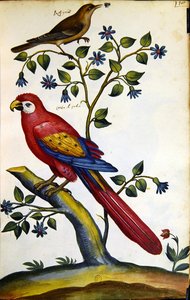 Ruiseñor y loro