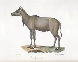 Hombre Nilgau. Antílope Nylgau, de Historia natural de los mamíferos (litografia en color) de French School