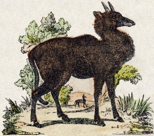 Nyl-ghau (Nyl ghau, animal indio). Grabado en “Alfabeto de animales salvajes”. 9ª Serie. Imágenes de Epinal, Pellerin, impresor-editor, circa 1870. Colección privada. de French School