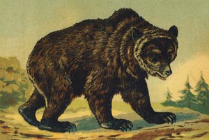 O como Oso de French School