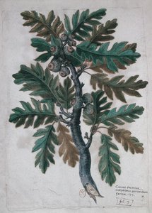 Rama de roble de French School