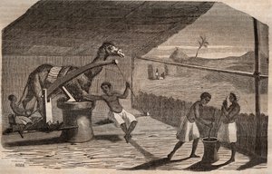 Molino de aceite usado en la costa oeste de África de French School