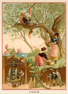 Aceite de oliva de French School