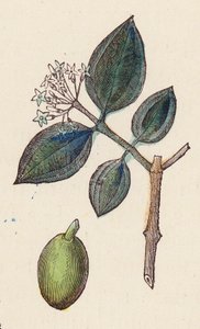 Aceitunas para la producción de aceite (grabado en color) de French School