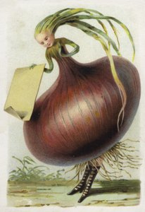 Cebolla