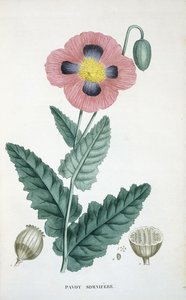 Amapola de Opio