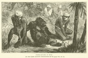 Orangután y Mias de French School