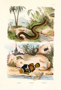 Pez payaso naranja, 1833-39 de French School
