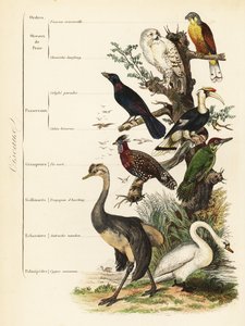 Órdenes de aves: cernícalo, Falco tinnunculus, vulnerable búho nival, Bubo scandiacus, estornino de orejas azules, Lamprotornis chalybaeus, gran cálao, Buceros bicornis, pito real europeo, Picus viridis, tragopán occidental, Tragopan melanocephalus de French School