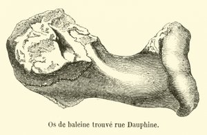 Huesos de ballena encontrados en la rue Dauphine de French School