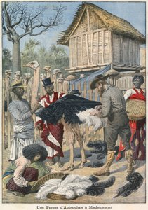 Granja de avestruces en Madagascar