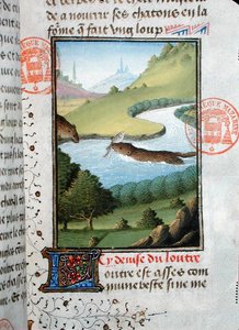 Nutria atrapando un pez, del Livre de la Chasse por Gaston Phebus de Foix (1331-91) de French School