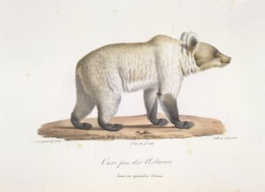 Oso hembra asturiano. Oso pardo español hembra, de Historia natural de los mamíferos (litografia en color) de French School
