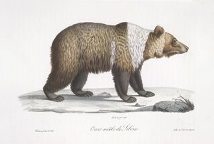 Oso siberiano macho, de 