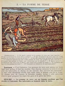 Página de un libro de texto escolar que ilustra el Cultivo de la Papa, c.1910