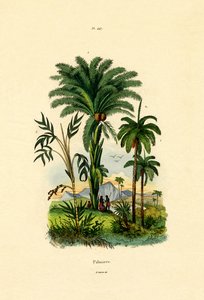 Palmeras de French School