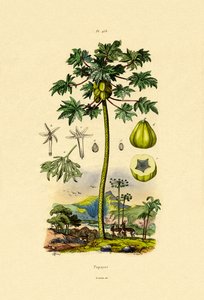 Papaya de French School