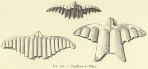 Mariposas de Plinio de French School