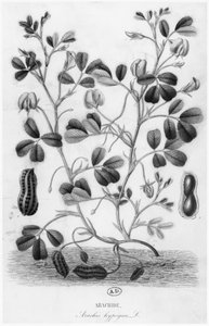 Cacahuete (Arachis hypogaea)