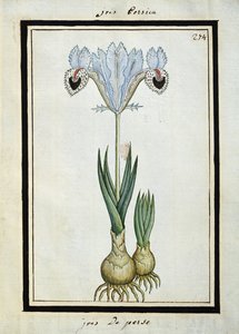 Iris persa, c.1700 de French School