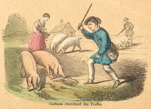 Cerdo