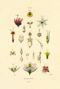 Mejoramiento de Plantas, 1833-39
