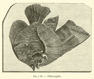 Platax papilio