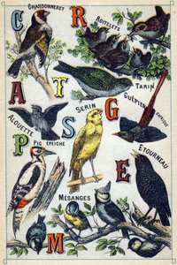 Placa 1: Jilguero, Reyecillos, Tarín, Alondra, Serín, Abejaruco de África, Pájaro carpintero, Estornino, Carboneros. Grabado en "Syllabary alphabet of birds". Serie A. Pellerin et Cie, impresores-editores, Epinal, finales del siglo XIX. Cromolitografías. P de French School