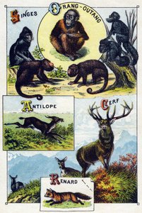 Placa 1: Monos, orangután, Antílope, Ciervo, Zorro. Grabado en "Silabario alfabético de animales salvajes". Serie A. Pellerin et Cie, impresores-editores, Epinal, finales del siglo XIX. Cromolitografías. Pequeño álbum publicitario de 8 páginas que contiene de French School