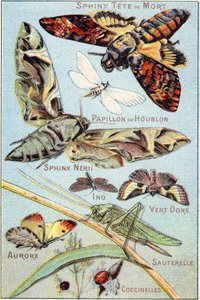 Placa 1: Esfinge de calavera, Mariposa Hop, Esfinge Neri, Ino, Verde dorado, Aurora, Saltamontes, Mariquitas. Grabado en "Alfabeto silábico de mariposas e insectos". Serie A. Pellerin et Cie, impresores-editores, Epinal, finales del siglo XIX. Cromolitogra de French School