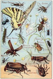 Placa 2: Perforación de orejas, Gupe, Mosca de carne azul, Flambe, Jardinero, Ciempiés, Luciérnaga, Rosa Channeton, Gusano brillante, Mosca, Grillo de campo, Chablets de French School
