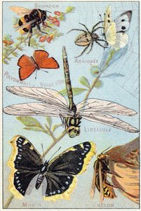 Placa 3: Abejorro, Araña, Poliomato de vara de oro, Libélula, Morio, Avispón. Grabado en "Syllabary alphabet of butterflies and insects". Serie A. Pellerin et Cie, impresores-editores, Epinal, finales del siglo XIX. Cromolitografías. Pequeño álbum publicit de French School