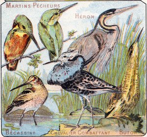 Placa 3: Martín pescador, Garza, Becasina, Caballero luchador, Avetoro. Grabado en "Alfabeto silábico de aves y reptiles". Serie A. Pellerin et Cie, impresores-editores, Epinal, finales del siglo XIX. Cromolitografías. Pequeño álbum publicitario de 8 págin de French School