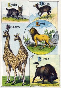 Placa 3: Lince, Almizcle, Jirafas, León, Búfalo. Grabado en "Alfabeto silábico de animales salvajes"
