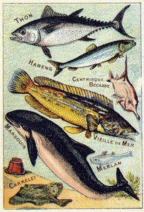 Placa 3: Atún, Arenque, Pico céntrico, Viejo Mar, Marsopa, Bacaladilla, Teja. Grabado en "Silabario alfabeto de peces marinos y de agua dulce". Serie A. Pellerin et Cie, impresores-editores, Epinal, finales del siglo XIX. Cromolitografías. Pequeño álbum pu de French School