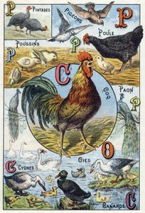 Placa 3: gallinas de Guinea, palomas, pollitos, gallina, gallo, pavo real, cisnes, gansos, patos. Grabado en "Alfabeto silábico de animales domésticos y de corral" de French School