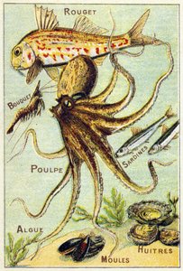 Placa 4: Salmonete, Ramo, Pulpo, Sardinas, Algas, Mejillones, Ostras. Grabado en "Alfabeto silábico de peces de mar y agua dulce". Serie A. Pellerin et Cie, impresores-editores, Epinal, finales del siglo XIX. Cromolitografías. Pequeña publicidad de 8 págin