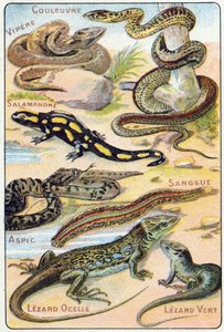 Placa 4: Serpiente, Víbora, Salamandra, Áspid, Sanguijuela, Lagarto ocelado, Lagarto verde. Grabado en "Alfabeto silábico de aves y reptiles". Serie A. Pellerin et Cie, impresores-editores, Epinal, finales del siglo XIX. Cromolitografías. Pequeño álbum pub de French School