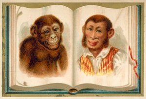 Retratos de un simio y un hombre