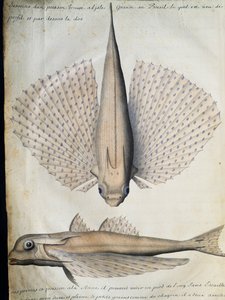 Perfil y dorso de pez alado, Isla Grande, Brasil, acuarela del cuaderno de bitácora de Jacques Gouin de Beauchesne (1652-1730), capitán de la Compagnie royale de la Mer du Sud, de 1698 a 1701, Francia de French School